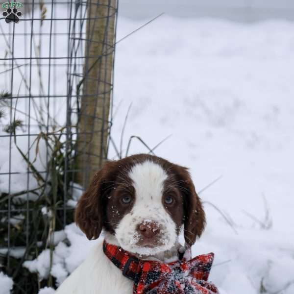 Eloise, English Springer Spaniel Puppy